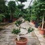 Ficus 'Microcarpa' (bonsai) 150 - 175 cm